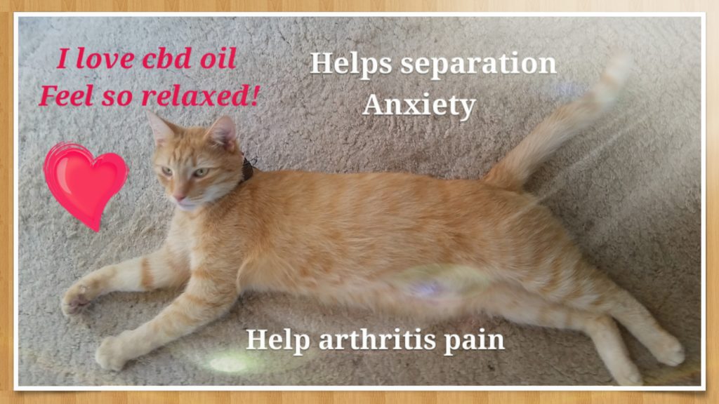 Best cbd oil cat pet treats for separation anxiety, seizures, arthritis pain and cancer.